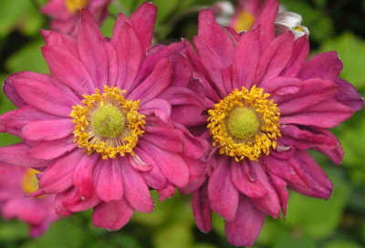 Anemone_Eugenie.jpg