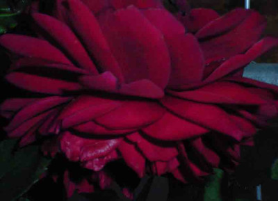 Bel_10_07_10.jpg