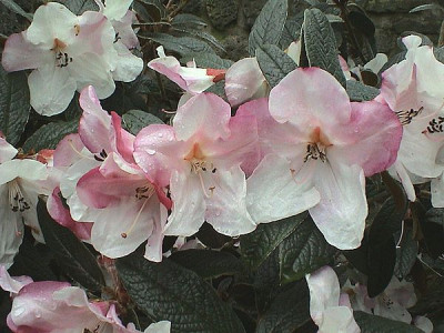 Rhododendron_edgeworthii_fars_102007.jpg