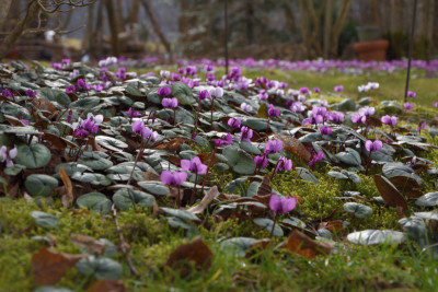 DSC_4098-Cyclamen coum-immer mehr.JPG
