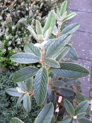 Rhododendron_edgeworthii_2_fars_102007.jpg