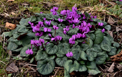 DSC_4096-Cyclamen coum-groß.JPG
