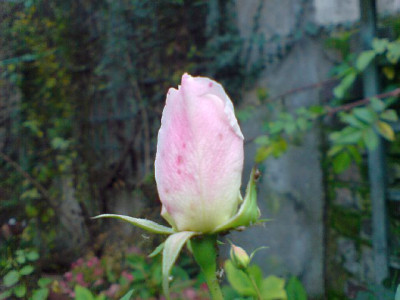 rosa_schneewittchen_okt_07_15.JPG