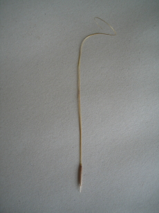 Stipa_capillata_Samen_1_1_1.JPG