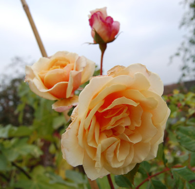 Caramella_0010__18646.jpg