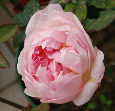 Mlle_de_Sombreuil_0010__SH_18761.jpg