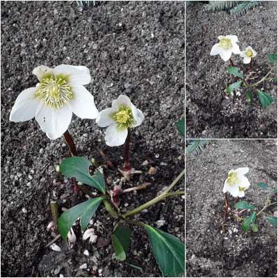 Helleborus.jpg