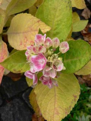 Hydrangea_unknown.jpg