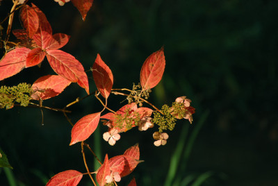 Hydrangea-arb-boga.jpg