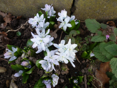 P1260377 Schneegl..JPG
