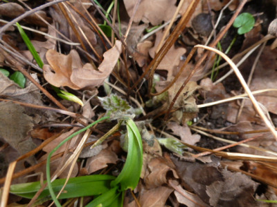 P1260377 Herbsanemone.JPG