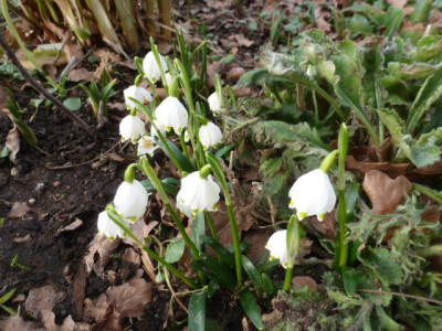 P1260377 Leucojum vernum.JPG