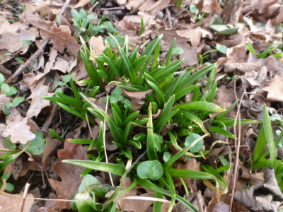P1260377 Hasenglöckchen.JPG