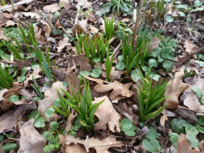 P1260377 Camassia.JPG
