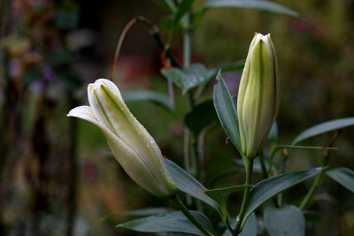 Li_Blueten281007.jpg