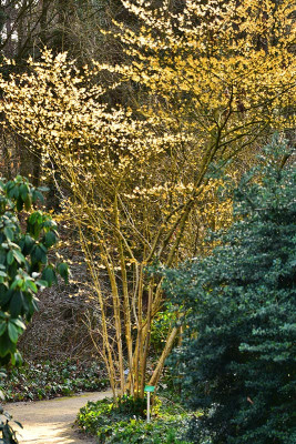hamamelis1.jpg