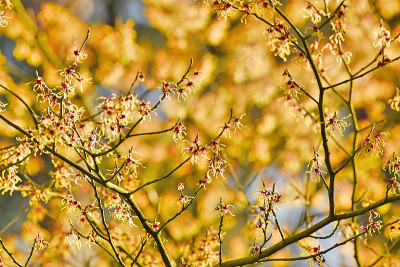hamamelis3.jpg