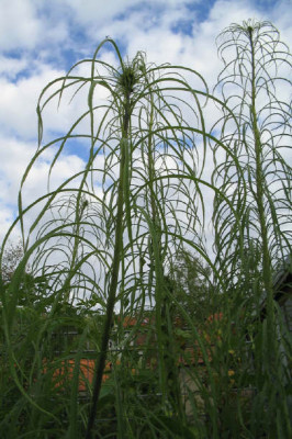 Weidenblaettrige_Sonnenblume_1_1_1.jpg