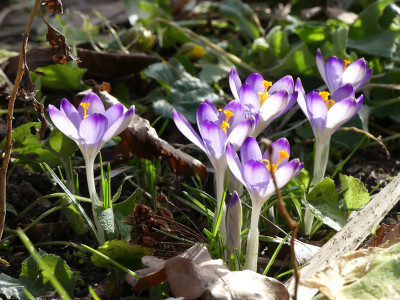 2021-02-23 Crocus tommasinianus 'Pictus' 1.jpg