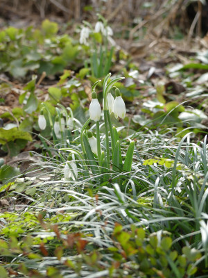 2021-02-23 Galanthus 'Cornwood' 1.jpg
