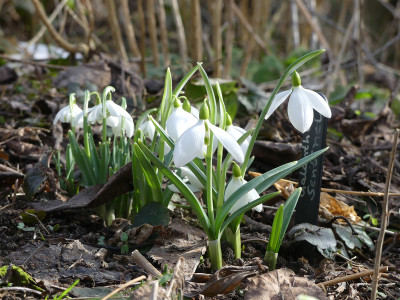 2021-02-23 Galanthus 'Sentinel' 1.jpg