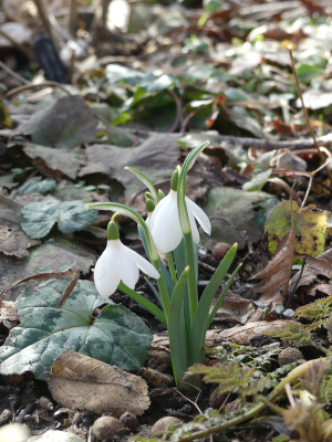 2021-02-23 Galanthus 'Moreton Mill' 1.jpg