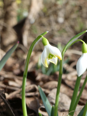 2021-02-23 Galanthus 'Sir Herbert Maxwell' 3.jpg