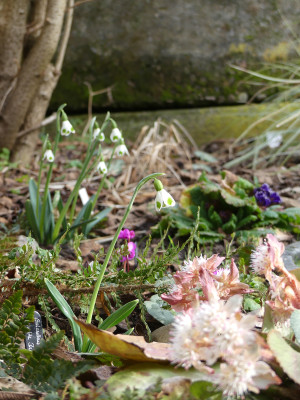 2021-02-23 Galanthus 'Bumble Bee' 1.jpg