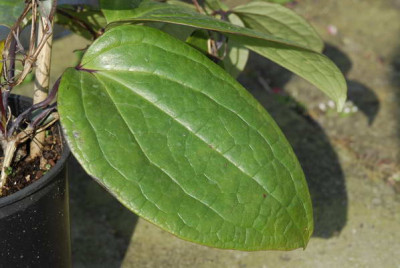 Cl_Irisevi_BLAD_1737_resize.JPG