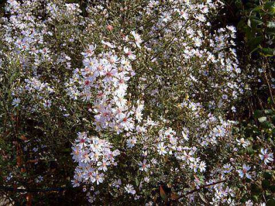 aster_cordifolius_ideal.jpg