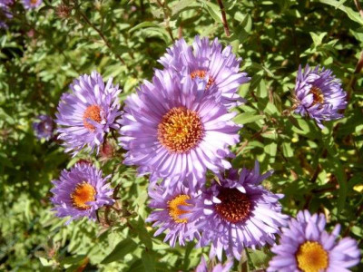 aster_novae-angliae.jpg