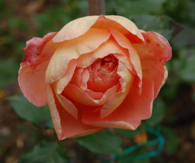 Abraham_Darby_0010__P_18742.jpg