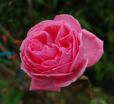 Coral_Dawn_0010__K_18728.jpg