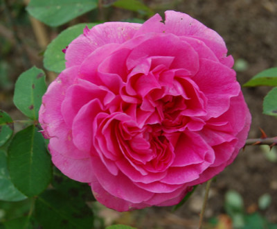Gertrude_Jekyll_0010__S1_18722.jpg