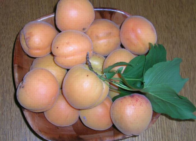 Marillenernte_-_bald_aus.jpg