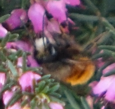 Osmia cornuta 2021-02-24.jpg
