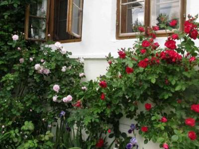 rosenherz2.jpg