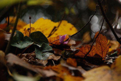 herbstliches_suchbild.jpg