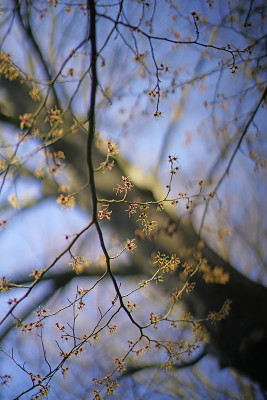 hamamelis_buche.jpg
