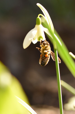 powerbee.jpg