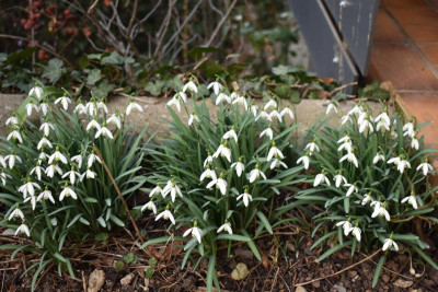 Schneegöckchen,Dauphine 007.JPG