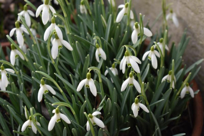 Schneegöckchen,Dauphine 005.JPG