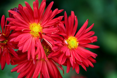 St_Chrysanrot151007.jpg