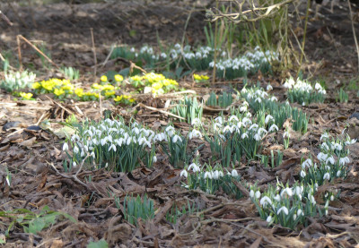 2021-02-24 Galanthus 2.jpg