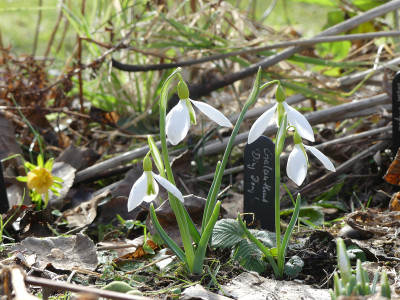 2021-02-24 Galanthus 'Ding Dong' 2.jpg