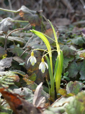 2021-02-24 Galanthus 'Ecusson d'Or' 1.jpg