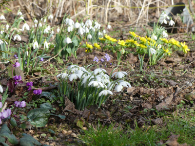 2021-02-24 Galanthus 'Flore Pleno' 1.jpg