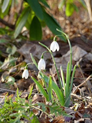 2021-02-24 Galanthus 'Fly Fishing' 1.jpg