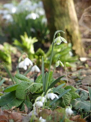 2021-02-24 Galanthus 'Green Tear' 1.jpg