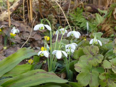 2021-02-24 Galanthus 'Hippolyta' 1.jpg